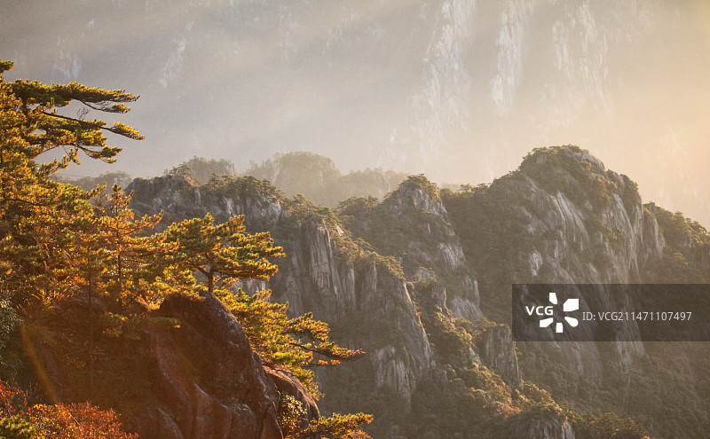 安徽省黄山风景区里的各种松树奇松日出日落树木植物图片素材