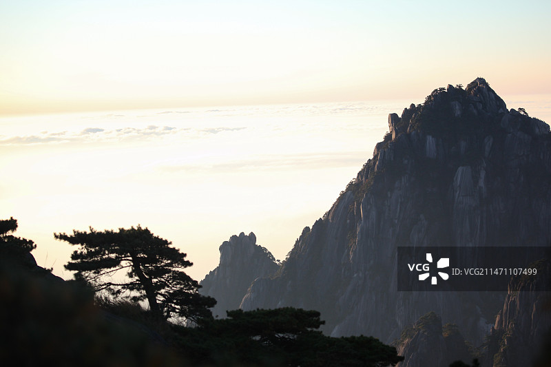 安徽省黄山风景区里的各种松树奇松日出日落树木植物图片素材