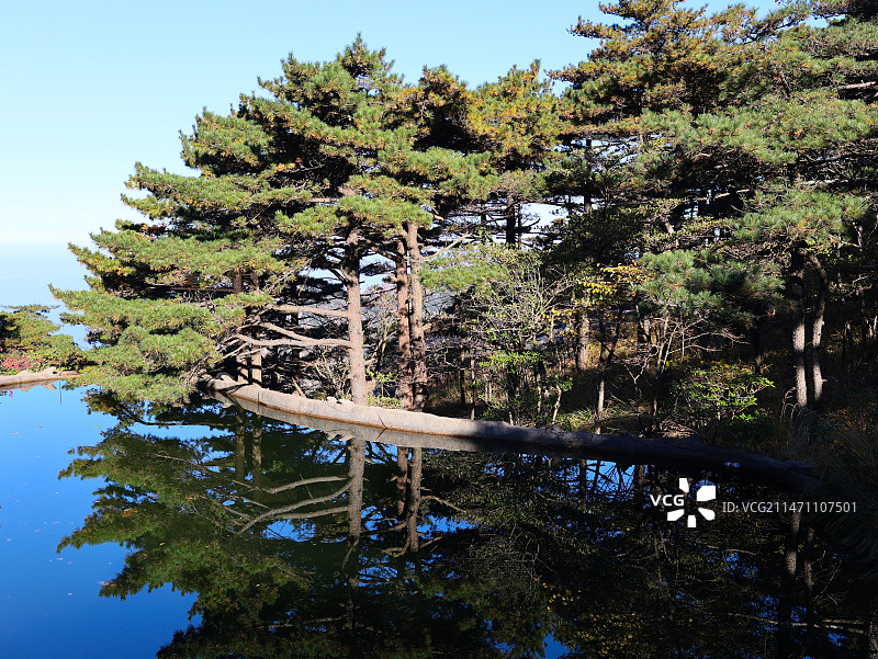 安徽省黄山风景区里的各种松树奇松日出日落树木植物图片素材