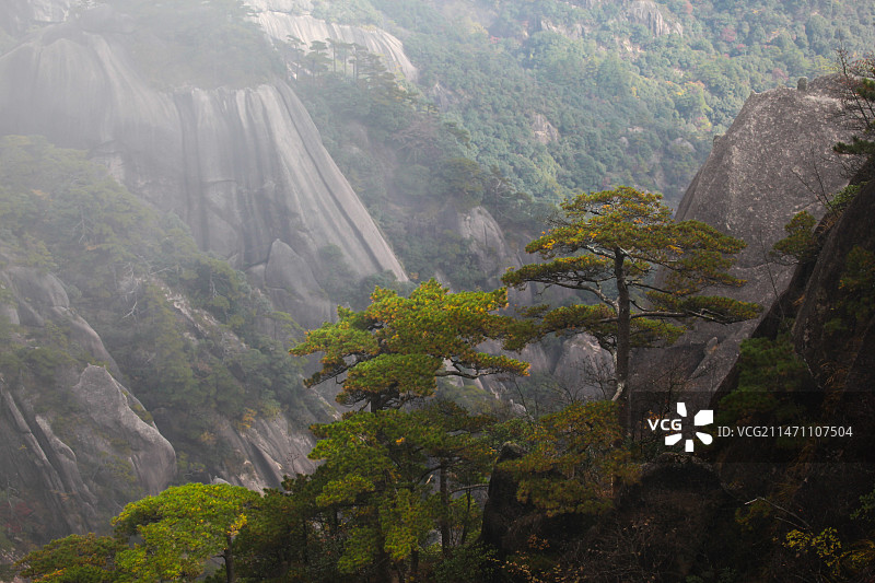 安徽省黄山风景区里的各种松树奇松日出日落树木植物图片素材