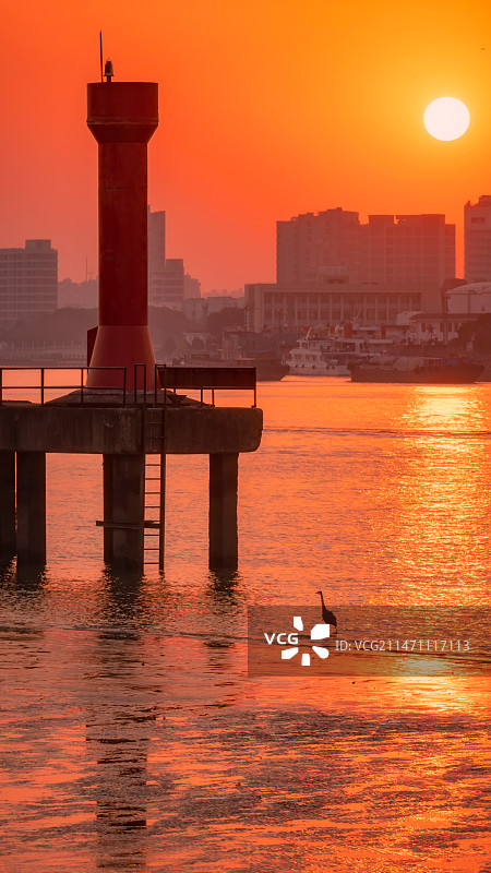 日落下的白鹭图片素材