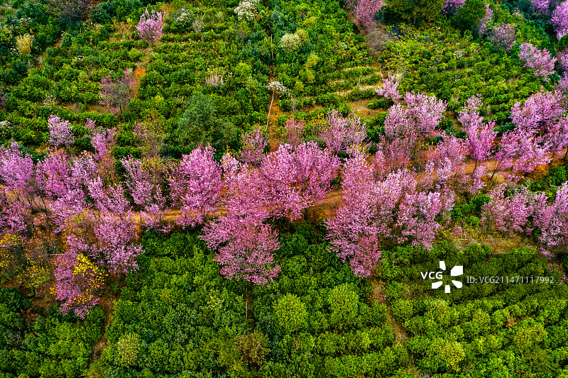 云南玉溪可官茶厂冬樱花盛开了，给寒冷的冬天送来春的气息图片素材