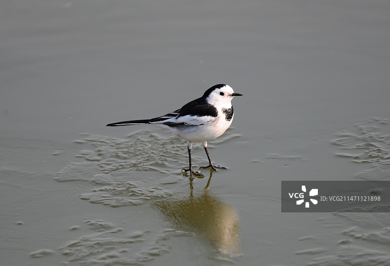 冰上白鹡鸰图片素材