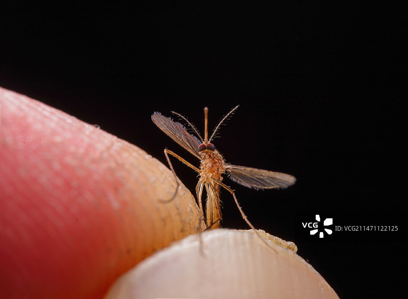蚊子在跳舞图片素材