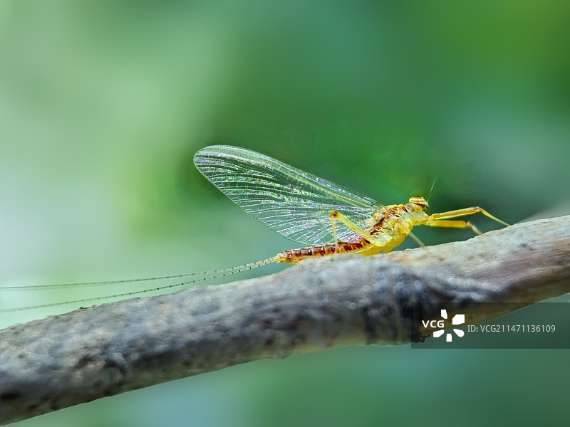落在树枝上的蜉蝣图片素材