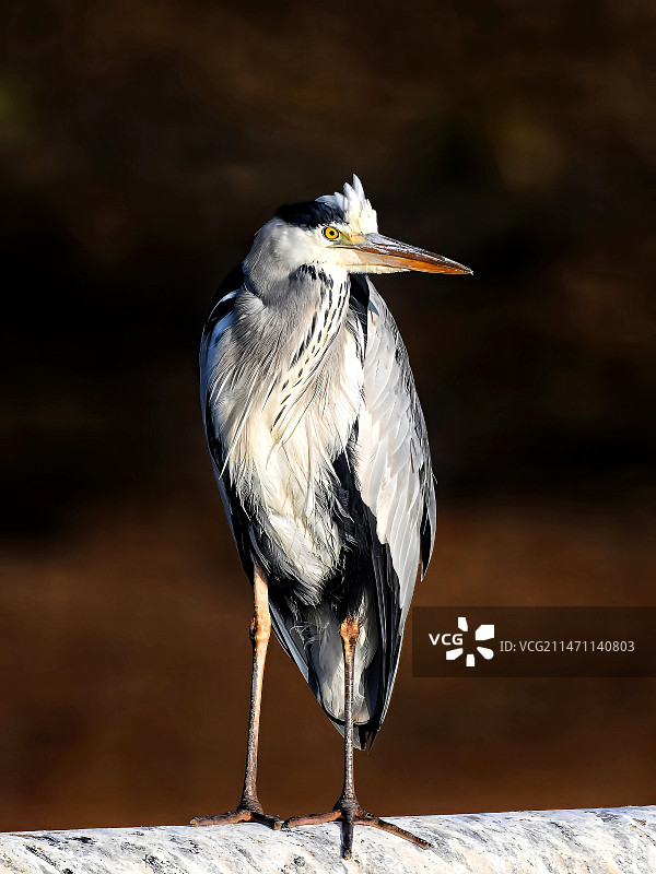 窅然的苍鹭图片素材