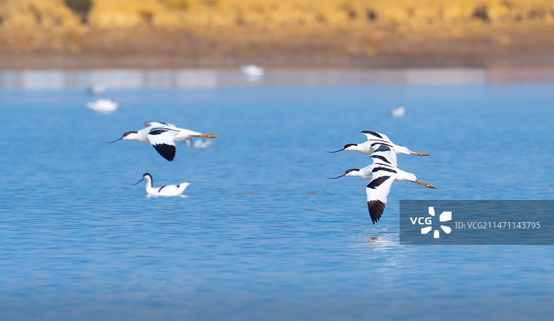 反嘴鹬图片素材