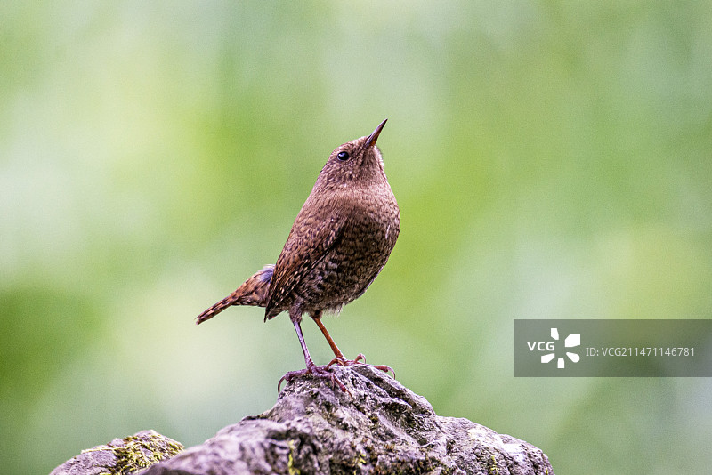 昂头仰望天空的鹪鹩图片素材