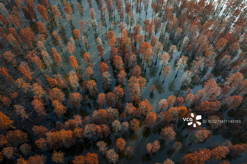 武汉涨渡湖湿地红杉林图片素材