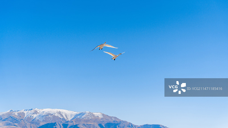 蓝天之下，赛里木湖的天鹅图片素材