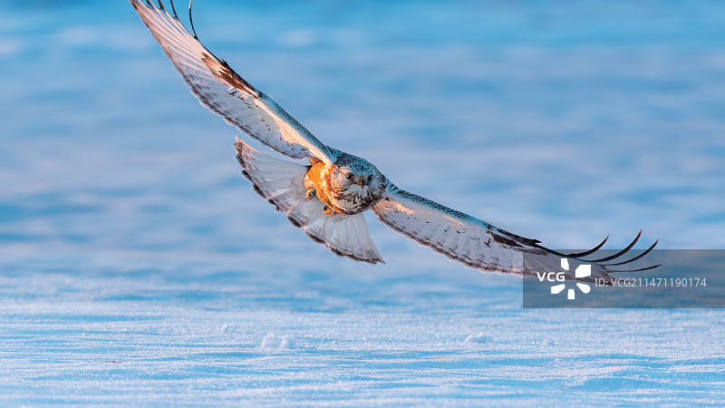 雪版大鵟俯冲猎食图片素材