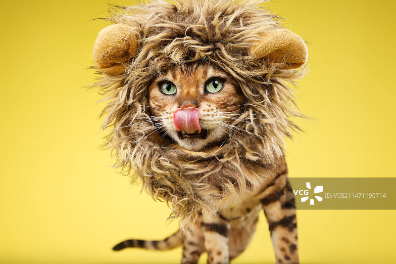 黄色背景戴头套的豹猫图片素材