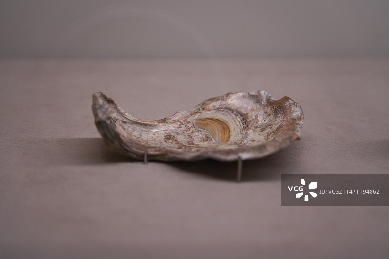 新石器时代河姆渡文化贝勺图片素材