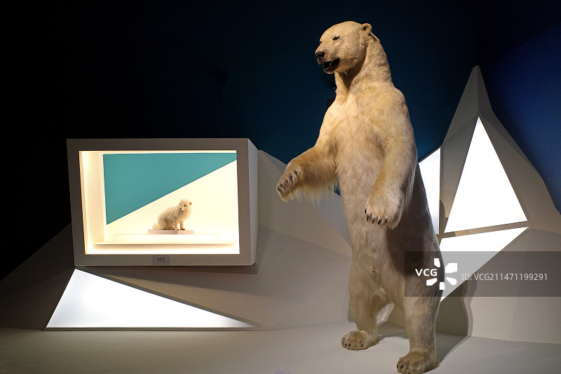北极熊标本图片素材
