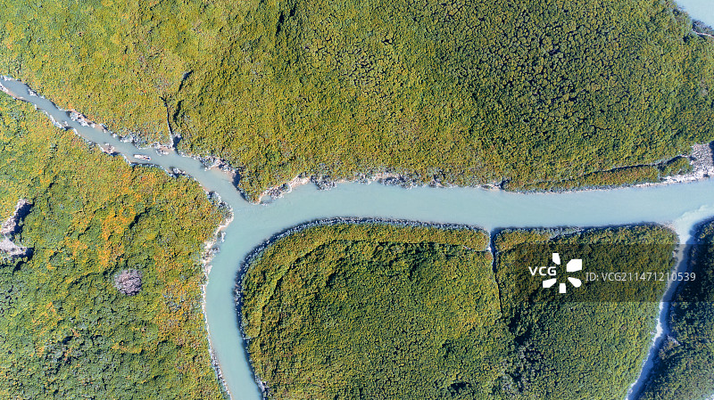 福建云霄县漳江口红树林风光图片素材