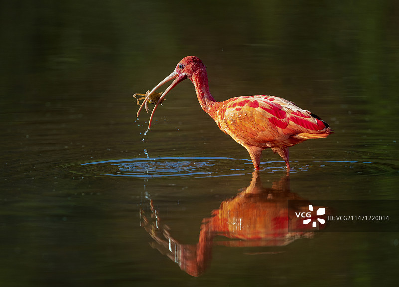 红鹮捕蟹（中国 广西）图片素材