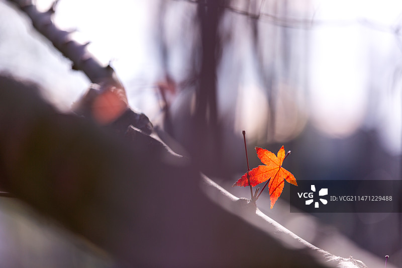 无锡市运河公园秋天枫叶风光图片素材