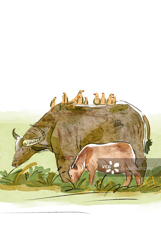 牧场牛图片素材