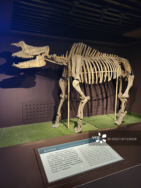 蒙古雷鼻兽 化石 骨架 中国古动物馆 古生物图片素材