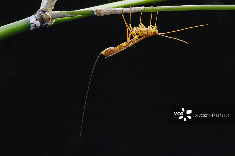 马尾姬蜂图片素材