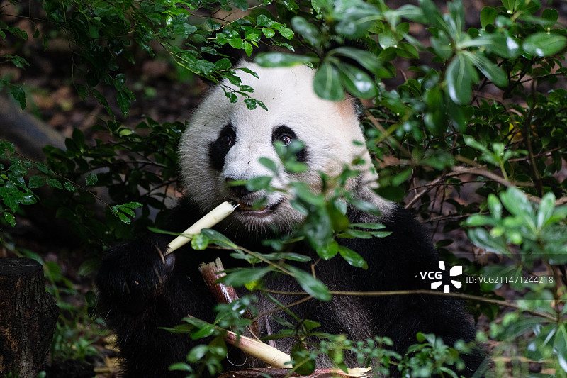 成都大熊猫繁育基地熊猫图片素材