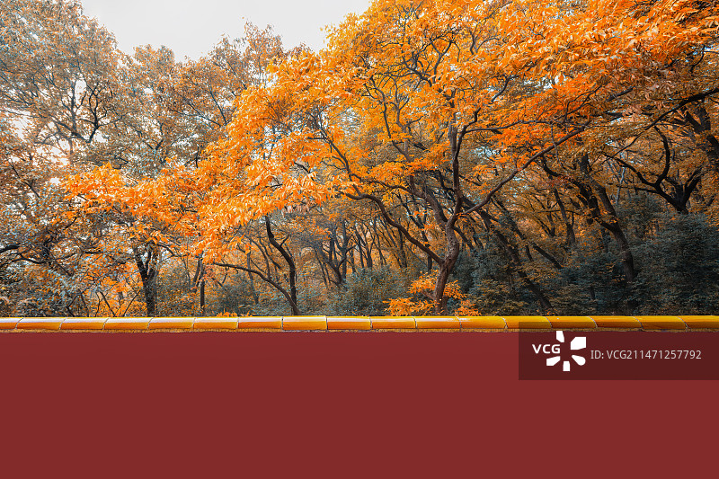 红墙秋林+明孝陵（南京）图片素材