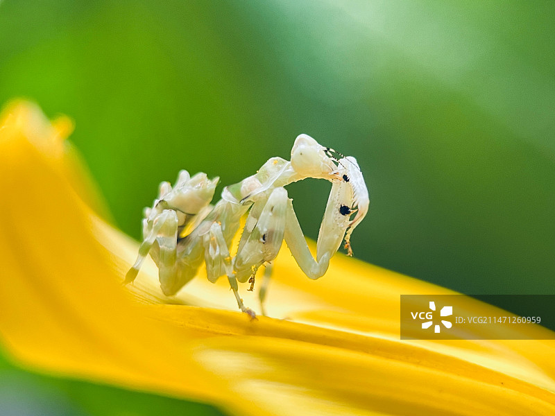 眼斑螳螂图片素材