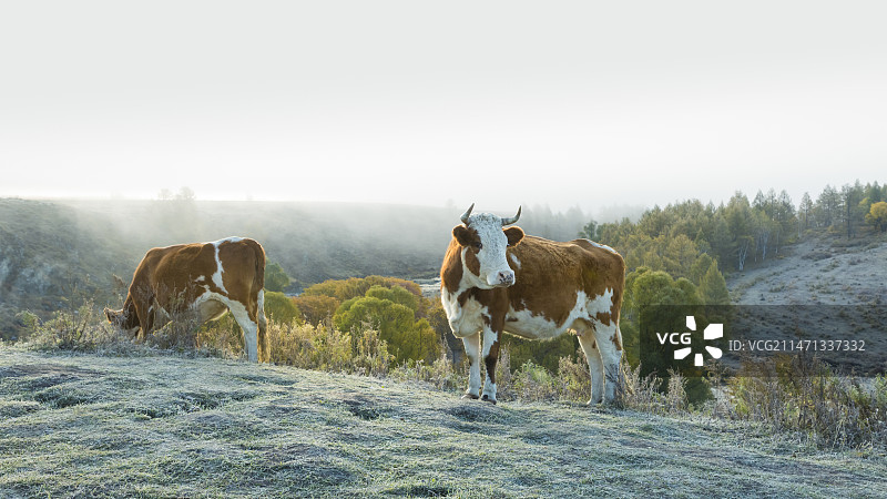 内蒙古阿尔山景区不冻河秋天晨曦中回头凝视的牛图片素材