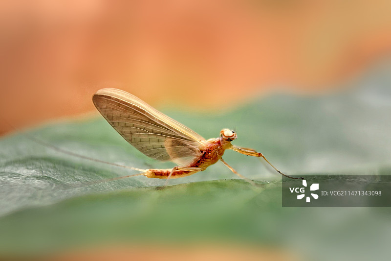 叶上昆虫特写镜头图片素材