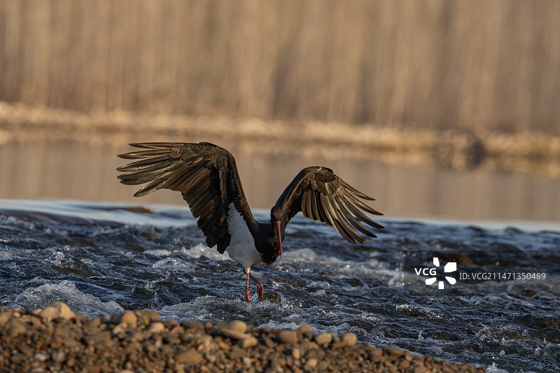 黑鹳图片素材