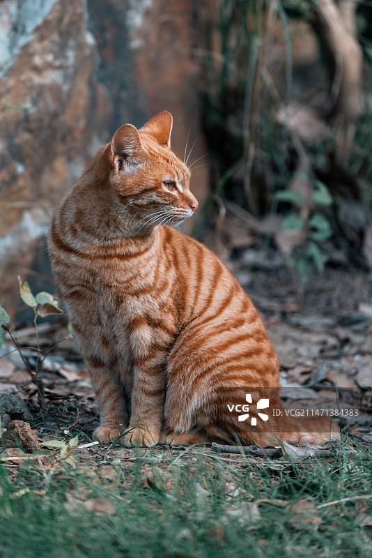 秋日暖阳下的猫咪特写镜头图片素材