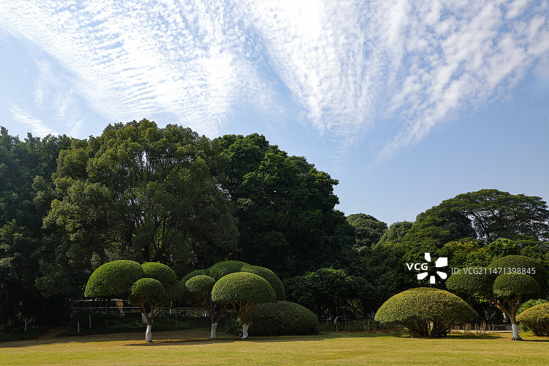 鱼鳞云下的冠状树及草坪图片素材