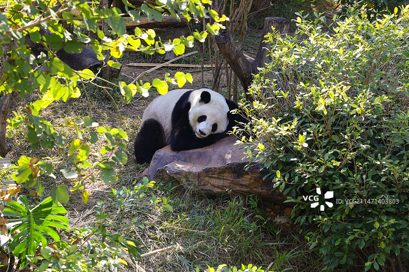 阳光下一只休息的大熊猫图片素材