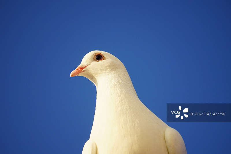 蓝天下的鸽子图片素材