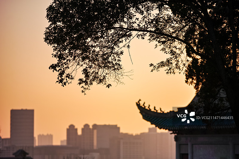 夕阳樱顶图片素材