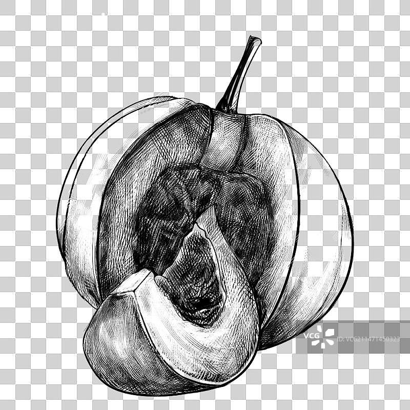 写实插画元素6—南瓜图片素材