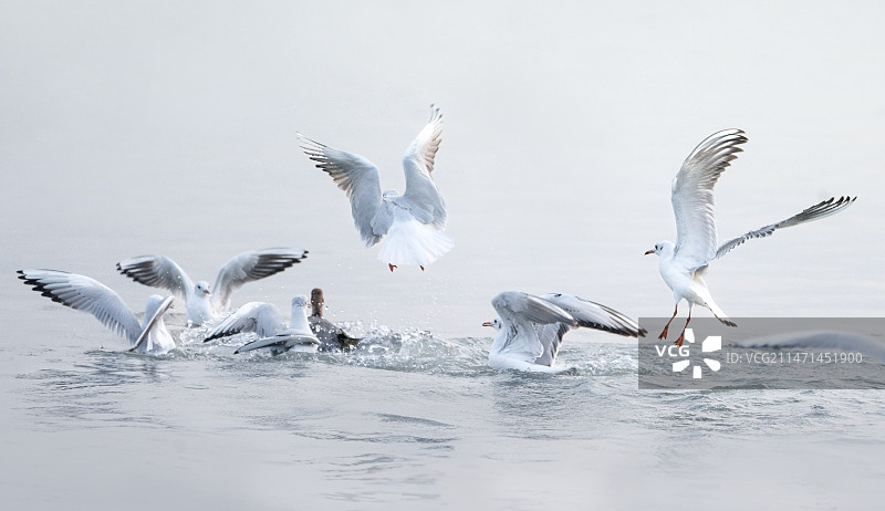 深圳湾红嘴鸥图片素材