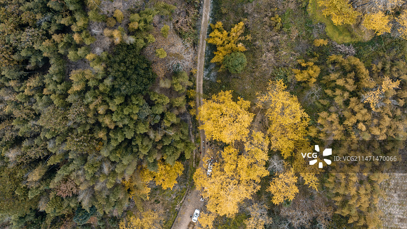 尤溪龙门场古银杏林图片素材