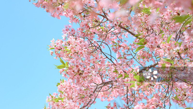 一场微醺的樱花梦图片素材