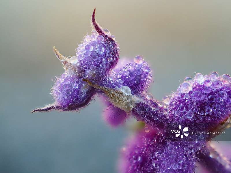 鼠尾草图片素材