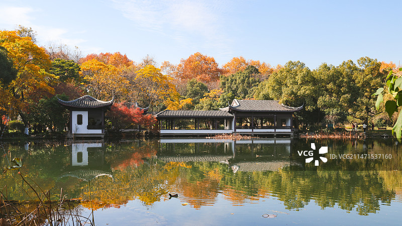 曲院风荷秋景图片素材