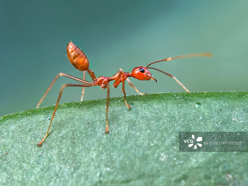 《示警》图片素材