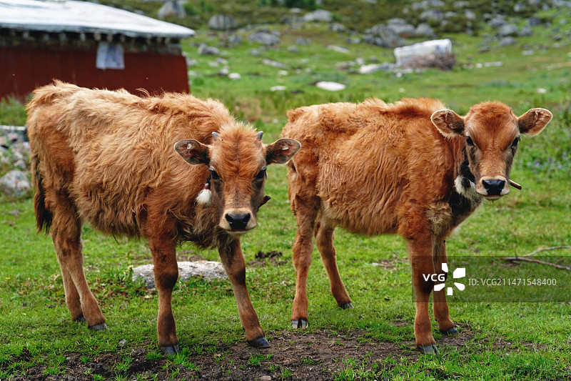 四川甘孜州的牧场图片素材
