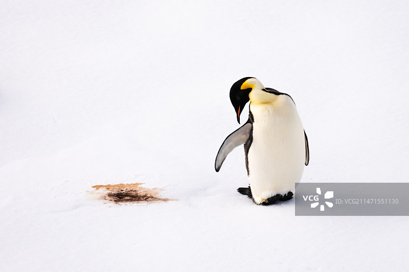 浮冰上的帝企鹅特写图片素材