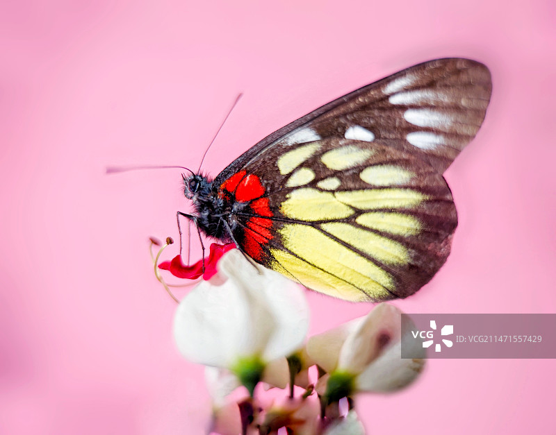 报喜蝶图片素材