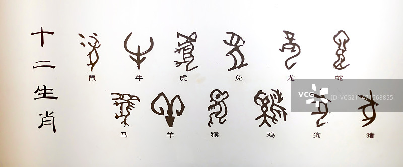 甲骨文十二生肖图片素材