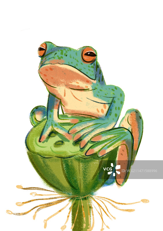 青蛙图片素材