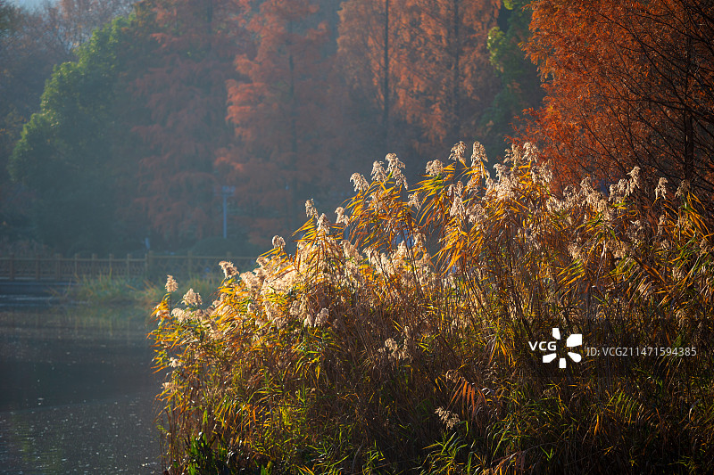宁波鄞州公园秋色早晨的光影图片素材