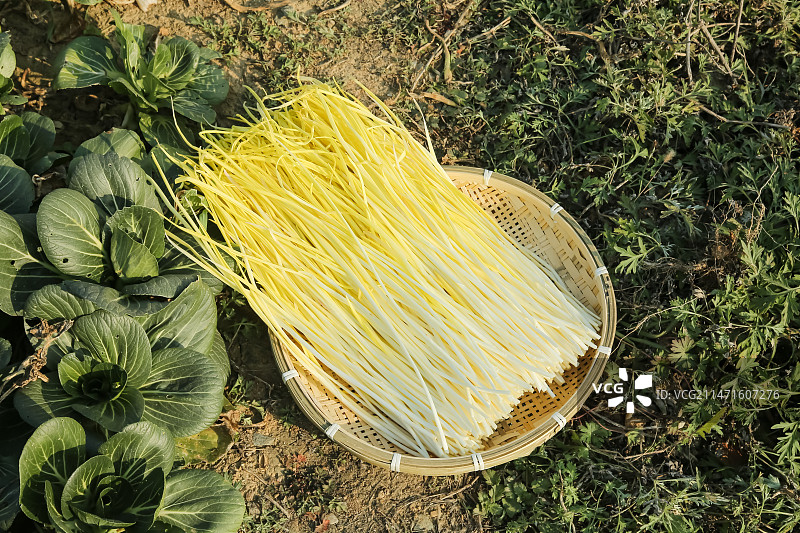 手里拿的韭黄图片素材