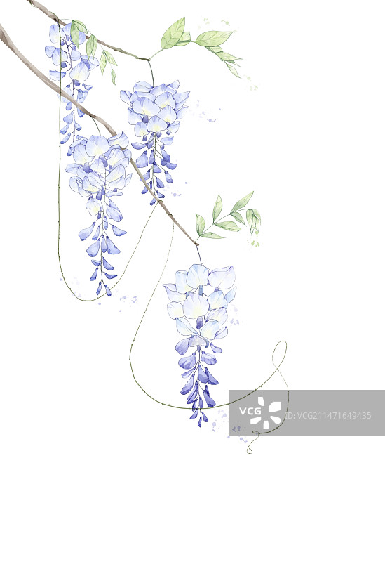 水彩紫藤花图片素材